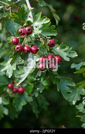 Weißdorn, Crataegus monogyna, kernobstgewächse, haw, Weißdorn, Mai, Maiblüse, Maiblüten, Mutterblume, Quiblüten, Weißdorn mit einer Aussaat, Stockfoto