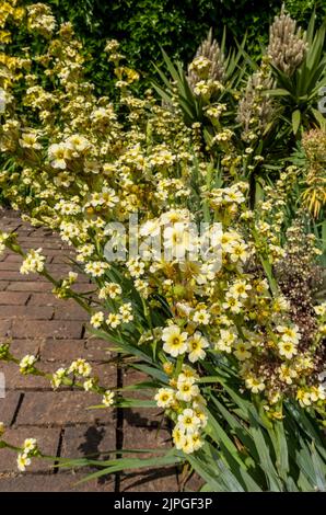 Close up Sisyrinchium striatum mexikanische Satin Blume Blumen Blüte blass gelb Augen Gras Pflanze in Cottage Garten Grenze Sommer Großbritannien Stockfoto
