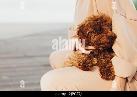 Schöne Rotschopf Hund Rasse Spielzeug Pudel sitzt auf Frau Hände im Freien Stockfoto