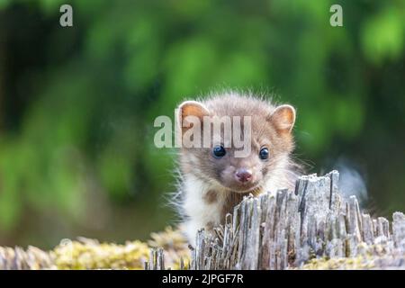Niedlicher junger Marder posiert im Freien. Horizontal. Stockfoto