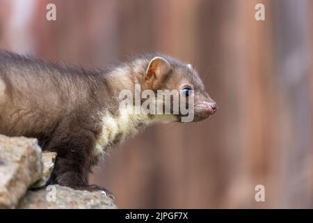 Seitenansicht von niedlichen jungen Marder posiert im Freien. Horizontal. Stockfoto