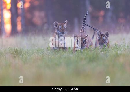 Trio von niedlichen jungen aus bengalen Tigern spielt in der Morgensonne auf einer Wiese. Horizontal. Stockfoto
