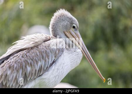 Kopf und Schnabel aus rosafarbenem Pelikan-Nahaufnahme. Horizontal. Stockfoto