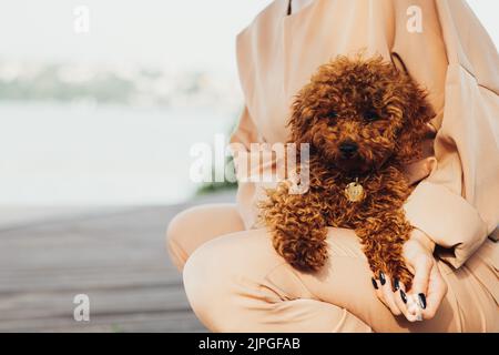 Schöne Rotschopf Hund Rasse Spielzeug Pudel sitzt auf Frau Hände im Freien Stockfoto