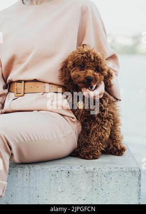 Rotschopf Hund Rasse Spielzeug Pudel sitzen im Freien mit Frau Stockfoto