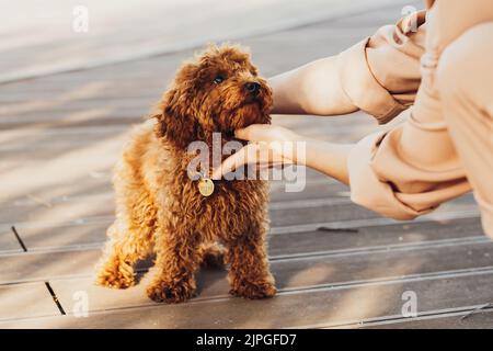 Schöne Rotschopf Hund Rasse Spielzeug Pudel namens Metti mit seinem Besitzer im Freien Stockfoto