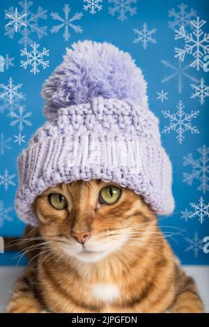 Bengal Katze sitzt in einem gestrickten lila Hut. Blauer Hintergrund und Schneeflocken. Stockfoto