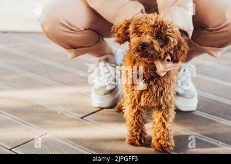 Schöne Rotschopf Hund Rasse Spielzeug Pudel namens Metti mit seinem Besitzer im Freien Stockfoto