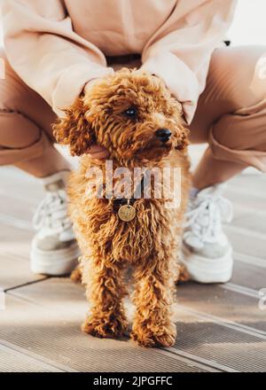 Schöne Rotschopf Hund Rasse Spielzeug Pudel namens Metti mit seinem Besitzer im Freien Stockfoto