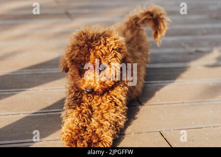 Netter Rotschopf Hund Rasse Spielzeug Pudel auf dem Boden im Freien und Blick in die Kamera mit kleinen Augen Stockfoto