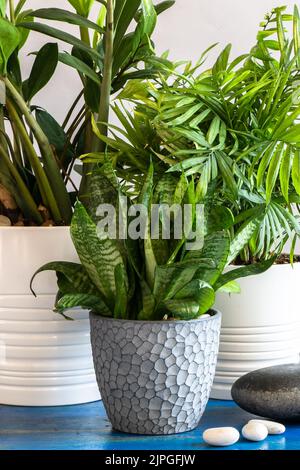 Schöne Blumen in Töpfen in einem Zuhause. Vorderansicht Stockfoto