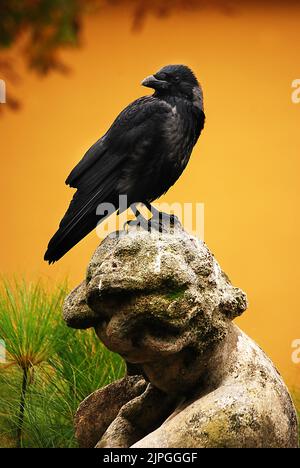 rabe, corvus corax, Raben Stockfoto