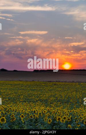 Gelbe Sonnenblumen helianthus wächst im Feld mit Sonnenuntergang Sonne am Dorset Sunflower Trail, Maiden Castle Farm, Dorchester, Dorset UK im August Stockfoto