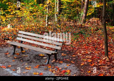 Bank und Herbstblätter . Leerer Platz im Herbstpark Stockfoto
