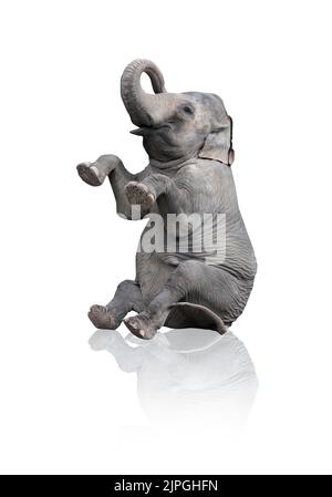 Elefant, Kunstwerk, Elefanten, Kunstwerke Stockfoto