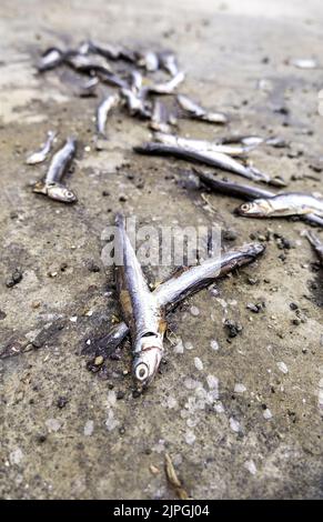 Detail von verdorbenen Fisch, Essen im Müll Stockfoto