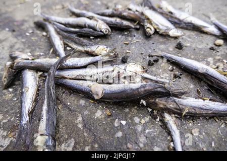 Detail von verdorbenen Fisch, Essen im Müll Stockfoto