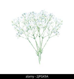 Gypsophyla. Zweige mit kleinen weißen Blüten. Baby's Breath. Aquarelldarstellung isoliert auf weißem Hintergrund. Handgezeichnete botanische Illustration Stockfoto