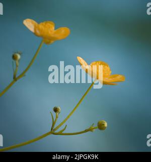 Die bekannte und weit verbreitete Butterblume der Gärten der schleichende Butterblume Ranunculus repens Stockfoto