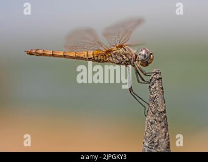 Nahaufnahme Makro Detail der wandernden Segelfliege Libelle Pantala flavescens auf Metallzaunpfosten im Garten thront Stockfoto