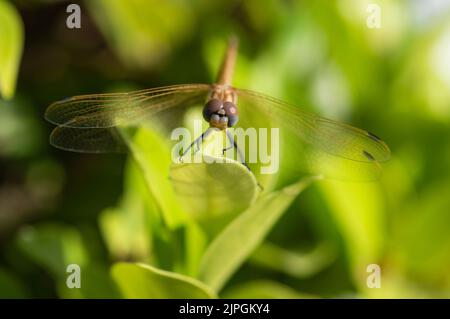 Nahaufnahme Makro Detail der wandernden Segelfliege Pantala flavescens auf Pflanzenstamm über Gras im Garten Stockfoto