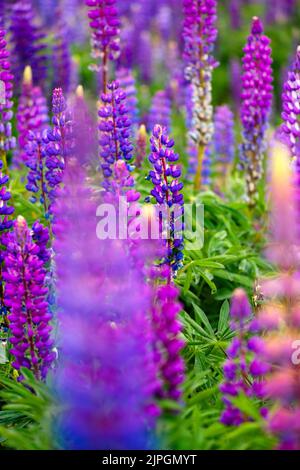 Snus Art Wandbld Wandbld Muscheln Blumen Blüten Wasserfarben Vntage