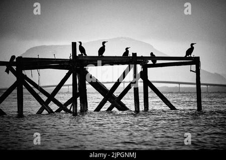 Europäische Tücher während eines Schneesturms auf einem Pier, Godøy, Sunnmøre Møre Og Romsdal, Norwegen. Stockfoto