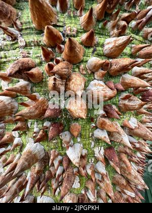 Nahaufnahme des beeindruckenden dornigen Baumstamms des südamerikanischen weißen Seidenflossbaums Ceiba insignis Stockfoto