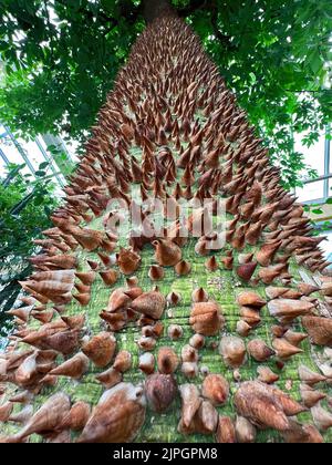 Nahaufnahme des beeindruckenden dornigen Baumstamms des südamerikanischen weißen Seidenflossbaums Ceiba insignis Stockfoto