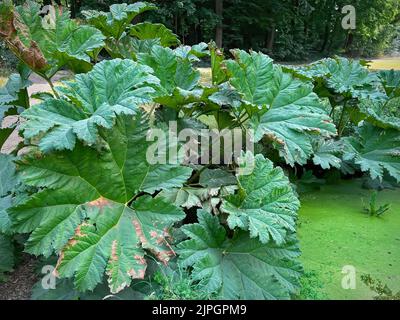 Nahaufnahme des beeindruckenden brasilianischen Riesenrhabarber, Gunnera manicata Stockfoto