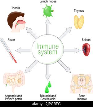 Immunsystem. Organe und Funktion. vektordiagramm Stock Vektor