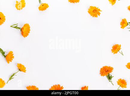Calendula. Ringelblume Blumen auf weißem Hintergrund. Ansicht von oben. Flach Muster Stockfoto