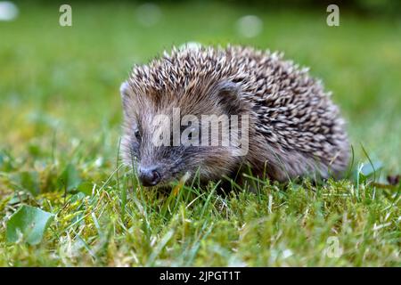 europäischer Igel, Erinaceus europaeus, europäischer Igel, Igel Stockfoto