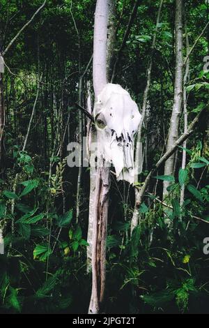 Weißer Tierschädel, der an einem Baum in den Wäldern Lettlands hängt, gruselig und unheimlich Stockfoto