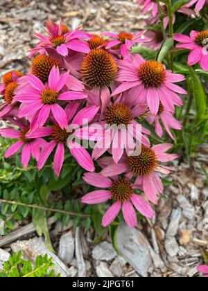 Natürliches Licht aus der Nähe auf einer bunten Kegelblume, Ehinacea purpurea im Garten Stockfoto