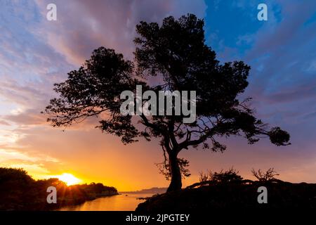 Erste Morgenröte an der französischen Riviera (Côte d'Azur) im Süden Frankreichs: Silhouette aus Seekiefern, Mittelmeer und wunderschönen Wolken Stockfoto