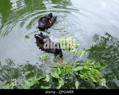 Einzigartige Vögel, schwarze Schwäne während einer Mahlzeit im Park. Stockfoto