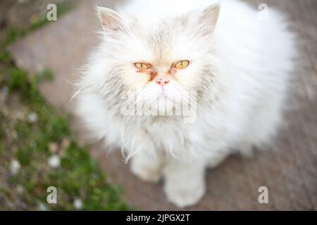 Nahaufnahme, Hochwinkelporträt einer verlassenen weißen Perserkatze mit schmutzigen und verknoteten Haaren und schönen gelben Augen, die traurig und elend aussagt. Stockfoto