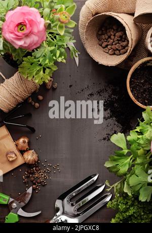 Gartenarbeit, Pflanzen, Anbau, Saisonstart, Pflanzenpflege, Pflege von Pflanzen, Pfropfen, Anbau Stockfoto