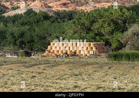 Reihen von gesägtem Sorghum-Heu, das in einem Feilen trocknet, und ein Stapel gewalzter Heuballen auf einer Ranch in der Nähe von Moab, Utah. Das geschnittene Heu muss trocken sein, bevor es gepreßt werden kann. Stockfoto