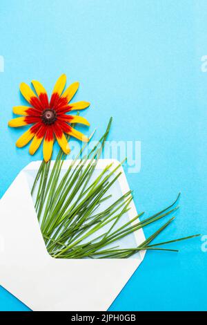 susan-Blume mit schwarzem Auge und grünen Grashalmen in einem weißen Umschlag auf hellblauem Hintergrund, Blumendesign mit Grußkarte. Stockfoto