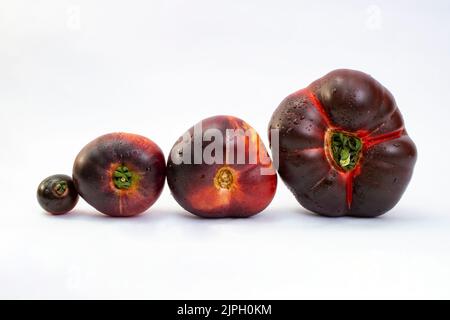 Vier schwarze Tomaten stehen isoliert auf weißem Hintergrund, Nahaufnahme Stockfoto
