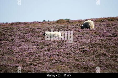 Ein paar winterharte Swaledale Schafe grasen in den lila Moorlandschaften in North Yorkshire. Diese Rasse wurde zunächst aufgezogen, um in rauen Umgebungen zu überleben Stockfoto