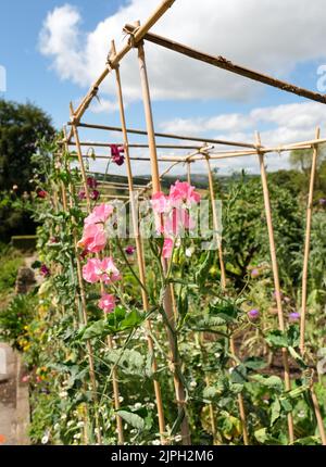 In den Gärten von Chatsworth, Derbyshire, blüht die rosa, süße Erbsenblüte, die von Bambusstöcken unterstützt wird. Stockfoto