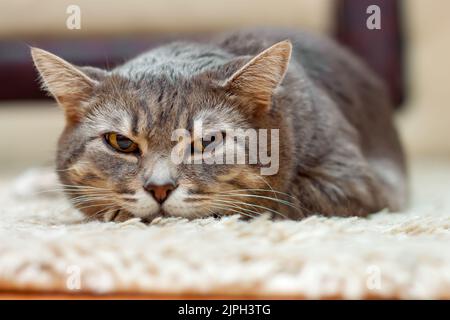 Die heimische graue gestromte Katze liegt auf dem Boden und schaut weg Stockfoto