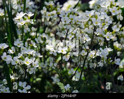 Weiße Arabis-Alpina-Blüten blühen in der Natur. Nahaufnahme Stockfoto