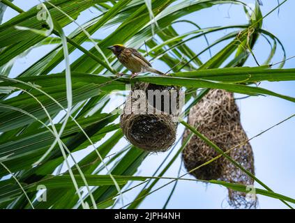 Ein gestreifte Weber (Ploceus manyar), der auf seinem halb gebauten Nest thront. Sulawesi, Indonesien. Stockfoto