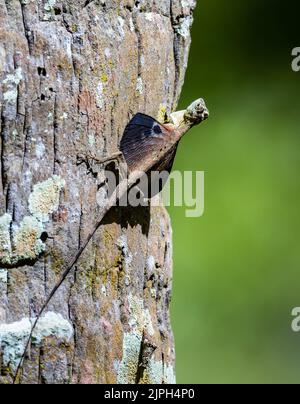 Eine gleitende Eidechse (Draco sp.) auf einem Baumstamm. Makassar, Süd-Sulawesi, Indonesien. Stockfoto