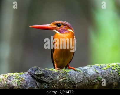 Ein farbenfroher Zwergfischer (Ceyx Fallax) aus Sulawesi, der auf einem Ast thront. Sulawesi, Indonesien. Stockfoto