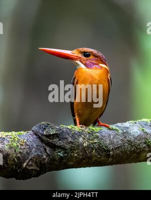 Ein farbenfroher Zwergfischer (Ceyx Fallax) aus Sulawesi, der auf einem Ast thront. Sulawesi, Indonesien. Stockfoto